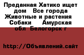 Преданная Хатико ищет дом - Все города Животные и растения » Собаки   . Амурская обл.,Белогорск г.